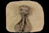 Fossil Crinoid (Jimbacrinus) - Gascoyne Junction, Australia #114433-5